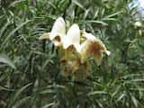 The Western Wonga Vine is a vigorous climber or scrambling shrub that grows to about 4 m. The leaves are pinnate with narrow leaflets. The flowers are cream with purple brown markings in the throat....