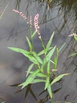 Slender Knotweed is a decumbent to ascending annual or perennial herb to 30 cm high. Leaves are narrow-elliptic to lanceolate (spear-shaped), from 5-12 cm long and 5-13 cm wide and often with a...