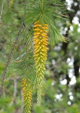 Pine-leaved Geebung is a large shrub growing to four metres tall. The leaves are long and narrow like pine needles, and grow to around 7 cm in length and 5 mm wide. It produces small racemes of...