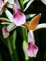 Phaius australis