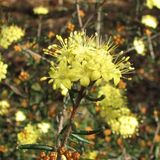 Narrow-leafed Phebalium is a small shrub growing to about one and a half metres in height. The leaves are small and narrow growing to about 2 cm wide and about 2 mm wide. The leaf margins are rolled...