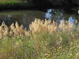 Common reed is a perennial grass that grows to 4 m tall in both fresh and brackish water.<br>Its leaves are alternate, up to 70 cm long and 3.5 cm wide, and smooth in appearance.<br>The plant's...