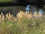 Phragmites australis