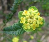 Yellow Rice-flower is an upright shrub that grows to about two metres in height. The leathery leaves are rounded and attached to the stem with very short stalk. young stems are covered in hairs. The...