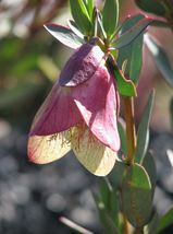 Qualup Bell is an upright small shrub that grows to about one metre in height. The oval leaves are about 10mm long and 6 mm wide. It produces clusters of hanging bell-shaped flowers in spring. The...