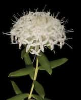 The White Banjine is an erect shrub that grows to about 1 m tall. The leaves are oval with a pointed tip. The plant flowers in spring and summer from August to December. The flowers are white or...