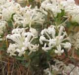 The Common Rice Flower is a small shrub growing to 0.5 m tall. The leaves are elliptical and grow 5 mm to 15 mm long and 2 mm to 8 mm wide. The plant flowers in spring and summer from September to...