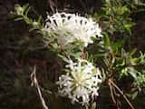 The Slender Rice Flower is a small shrub growing to 1.5 m tall. Some plants have prostrate habit. The leaves are narrow and grow to about 30 mm long and 7mm wide. The plant flowers in spring. The...