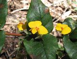 Handsome Flat-pea is a small to medium shrub that grows to about two metres in height. Its habit is an upright shrub, or trailing plant. The leaves are ovate or heart-shaped with very short stalks...