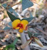 The Common Flat Pea is an upright, trailing or straggling shrub that grows to about one metre tall. The leaves are triangular shaped with very short stalks and up to 3 cm long with a sharp tip. The...