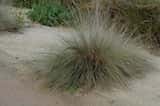 Blue Tussock Grass is a large tussock forming grass to 1 m tall, with stiffly erect, smooth leaves of a rather bluish- or glaucous-green colour. Leaf blades are generally closely inrolled and sharply...