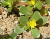 Portulaca oleracea has spoon-shaped leaves attached to the stem at the narrow end. This species is a low-growing prostrate form and has yellow flowers in its axils. The leaves are mostly alternate....