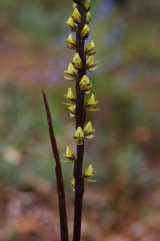 The Tall Leek Orchid is a tall thick-stemmed terrestrial orchid growing to over a metre tall. The flower colour varies from green to brownish to purplish. Flowers are produced in spikes and are...