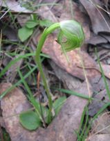 Nodding Greenhood is an Australian orchid found in the eastern states. The plant has a rosette of three to six oval shaped leaves that grow to a length of 9 cm at the base. The green hooded flowers...