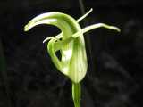 The Alpine Greenhood, also known as Mountain Greenhood, is a terrestrial orchid species from mountainous areas of south east Australia. The flower is green and white with dorsal sepal and petals...