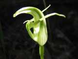 Pterostylis alpina