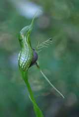 The Bird Orchid is an unusual Greenhood orchid from Western Australia. When viewed from the side, the flower resembles a bird with long pointed bill. The flower is green and white, with a bit of a...