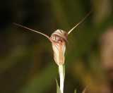 Pterostylis coccina