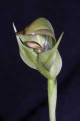 The Blunt Greenhood is a green flowering terrestrial orchid. The flower is greenish and white, about 3 cm tall and has a blunt hood made up of the dorsal sepal and lateral petals being fused...