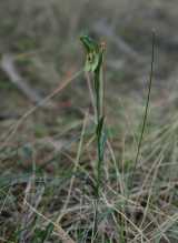 The Black-stripped Greenhood Orchid is a tall terrestrial greenhood orchid growing to about 90 cm in height. The flowers are shiny green with dorsal sepal and lateral petals fused into a hood called...