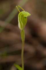 The Snail Orchid is a green flowered ground orchid from Western Australia. The flower is green with the dorsal sepal and lateral petals fused together into a blunt green hood. The lateral sepals are...
