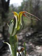 The Jug Orchid is terrestrial orchid with striped flowers from Western Australia. The flowers are green and white striped, sometimes with brownish towards the tips, and grow on stems of up to 60 cm...