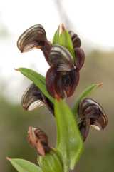 The Dark Banded Greenhood flowers in winter and spring from June to September. Several flowers are produced on a stem that grows to about 30 cm long. The flowers are reddish purple or reddish brown...