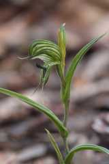 The Frog Greenhood is a green flowered ground orchid from the south west of Western Australia. The flowers are dark green and lighter green with the dorsal sepals and petals fused into a blunt hood;...