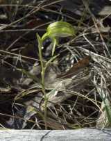 Green-lip Greenhood Orchid is a green flowered ground orchid native to Tasmania. The translucent green hood or galea is made up of the dorsal sepal and lateral petals which are fused together. The...