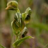 The Banded Greenhood is a green and white orchid from southern and western Australia. Flowering is in winter and spring from May to September. Several flowers are produced on a stem that grows to...