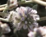 Silver-tails is a dense shrub or sub-shrub growing to one metre tall. The leaves are elliptical and grow to about 4cm long and 2 cm wide. It produces round clusters of pink tipped white flowers in...