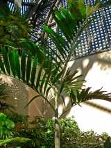 Solitaire Palm is a solitary slender palm with grey trunk and green crownshaft, growing to about ten metres tall, with a trunk diameter of up to 10 cm in diameter. It has an elegant crown of pinnate...
