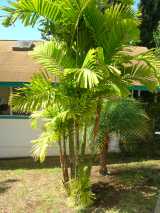 Macarthur Palm is an elegant clumping palm that grows up to nine metres tall, with a trunk diameter of up to 6 cm. The pinnate fronds grow to about three metres. It produces flower spikes up to 45cm...