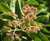 Hard Alder is a small ornamental rainforest tree growing to about ten metres tall, but can be maintained as a large shrub by pruning. The leaves are elliptical to about 15 cm long and 7 cm wide,...