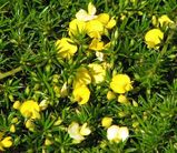 Pultenaea pedunculata