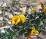 Rough Bush-pea is an upright small shrub that grows to about one to two metres tall. The leaves are wedge-shaped (inverted triangular) with two lobes at the tip, and grow to about 15 mm long. The...
