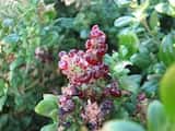 The Seaberry Saltbush is a sprawling shrub to 4 m high with thin to somewhat fleshy oblong to broadly ovate or hastate (lobes near the base) leaves to 30 mm long and 20 mm wide, on short stalks....