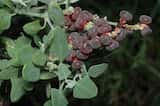 The Thorny Saltbush is perennial shrub, with rigid branches to 1.5 m high, the older branchlets often ending in a spine. Leaves mealy-white or greenish, 5 - 10 mm long, oblong to almost round,...