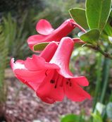 Australian Rhododendron is small shrub growing to one metre tall. The glossy leaves are elliptical and grow up to 10 cm long and 5 cm wide, and are thick and stiff. It has very attractive clusters of...