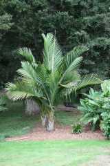 Norfolk Island Palm is a palm growing to about twelve metres tall with a green to grey trunk that grows to about 30 cm in diameter. It has pinnate fronds that grow to about three metres in length....