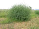 This prickly perennial shrub grows up to 1 m tall.<br>The plant's leaves are alternate, narrow, linear, cylindrical with sharp pointed ends, and are usually less than 1 cm long.<br>Its flowers are...