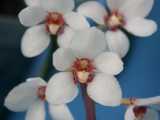 This orchid has long strappy leaves about 50cm long. The flowers grow is clusters of 5 to more than 20. The flowers are up to 3cm across and are mostly white with red or brownish dots. There is also...