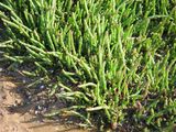 Beaded Samphire is a perennial succulent or sub-shrub growing to about half a metre in height but often forms a low spreading groundcover. The fleshy stems are segmented into cylindrical or...
