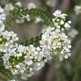 Pink Scholtzia is a small shrub growing to about half a metres in height. The dark green leaves are small triangular and clasp the stem It produces profuse clusters of open five-petalled white or...