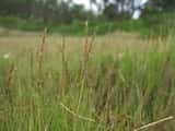 Saltcouch is a perennial grass with erect, leafy stems. It grows in mat formations from rhizomes to a height of 15-30 cm.<br>The plant's leaves are alternate, up to 15 cm long, and are in 2 ranks on...