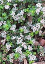 Dusty Miller is a shrub that grows to about 3 m tall. There is also a prostrate ground cover form that grows to about 15 cm spreads to about a metre across. The leaves are dark green above and paler...