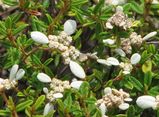 Winged Spyridium is a small shrub that grows to about a metre tall. The leaves are narrow without hairs above and paler below with white or brownish hairs. It produces heads of small white flowers in...