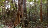 Ficus watkinsiana