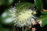 Syzygium australe