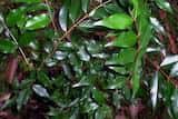 The Giant Water Gum is a medium to large tree with dense crown, growing to 20 m tall (sometimes over 30 m tall). Large trees develop buttresses at the base. The leaves are elliptical with a pointed...